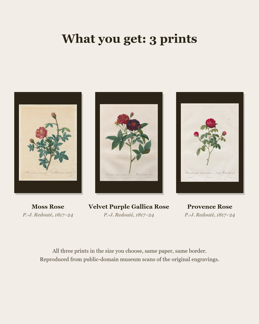 What you get: 3 Redouté prints - Moss Rose, Velvet Purple Gallica Rose, Provence Rose