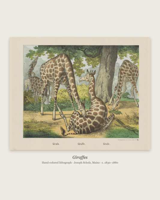 Giraffes vintage animal print, full sheet with caption and paper-tone margin