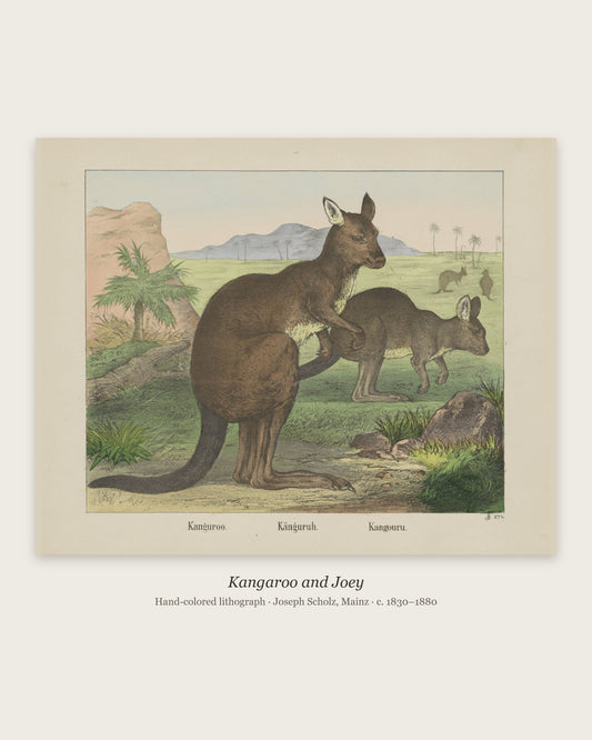 Kangaroo and Joey vintage animal print, full sheet with caption and paper-tone margin