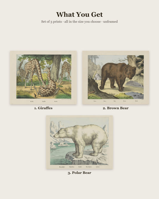 What you get: 3 prints - Giraffes, Brown Bear, Polar Bear
