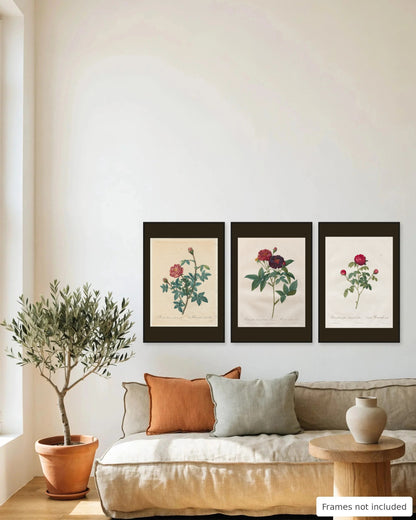 Crimson Redouté rose print set of 3 framed as a gallery wall above a sofa - frames not included
