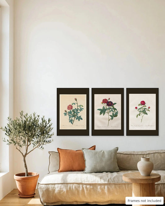 Crimson Redouté rose print set of 3 framed as a gallery wall above a sofa - frames not included