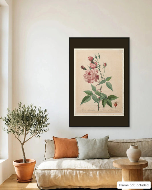 China Rose by Redouté (1817-24) framed on a living room wall - frame not included