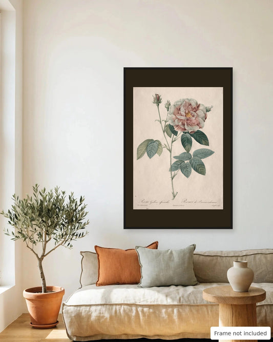Gallica Rose by Redouté (1817-24) framed on a living room wall - frame not included