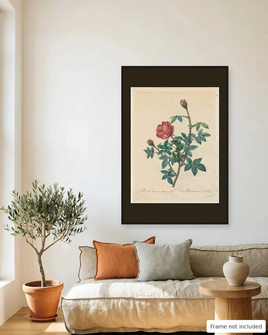 Moss Rose by Redouté (1817-24) framed on a living room wall - frame not included