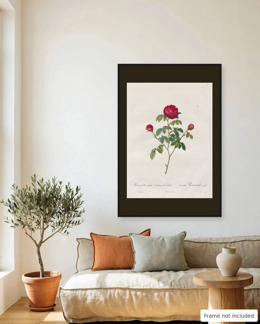 Provence Rose by Redouté (1817-24) framed on a living room wall - frame not included