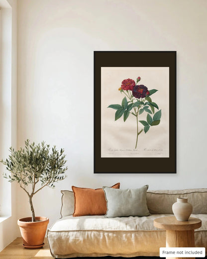 Velvet Purple Gallica Rose by Redouté (1817-24) framed on a living room wall - frame not included
