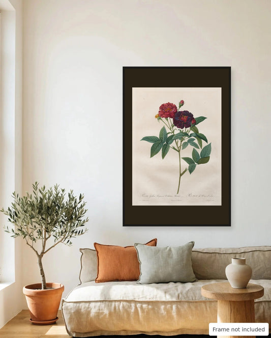 Velvet Purple Gallica Rose by Redouté (1817-24) framed on a living room wall - frame not included