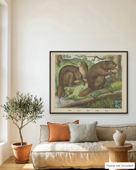 Beavers hand-colored lithograph (19th century) framed on a living room wall - frame not included