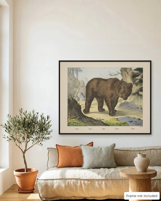 Brown Bear hand-colored lithograph (19th century) framed on a living room wall - frame not included