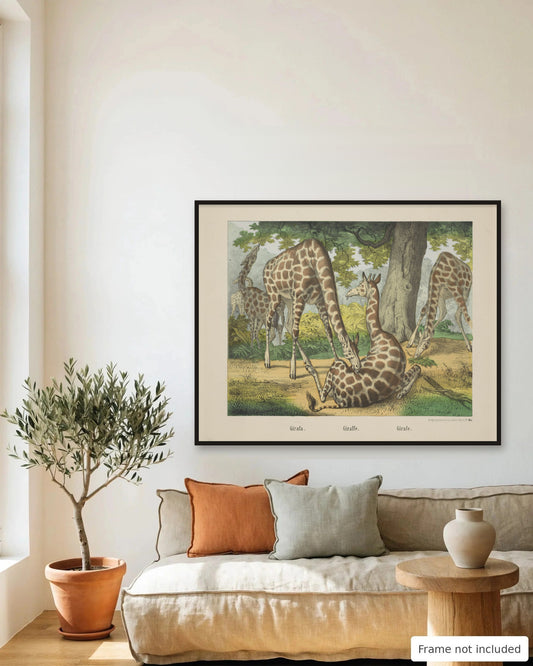 Giraffes hand-colored lithograph (19th century) framed on a living room wall - frame not included