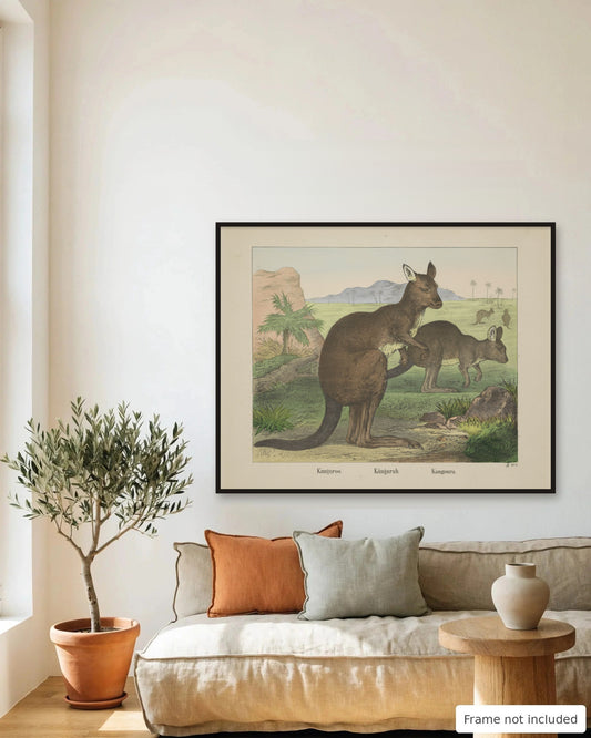 Kangaroo and Joey hand-colored lithograph (19th century) framed on a living room wall - frame not included