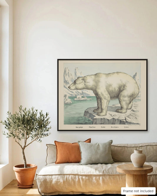 Polar Bear hand-colored lithograph (19th century) framed on a living room wall - frame not included