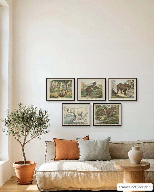 Vintage Animal Print Set of 5 framed as a gallery wall above a sofa - frames not included