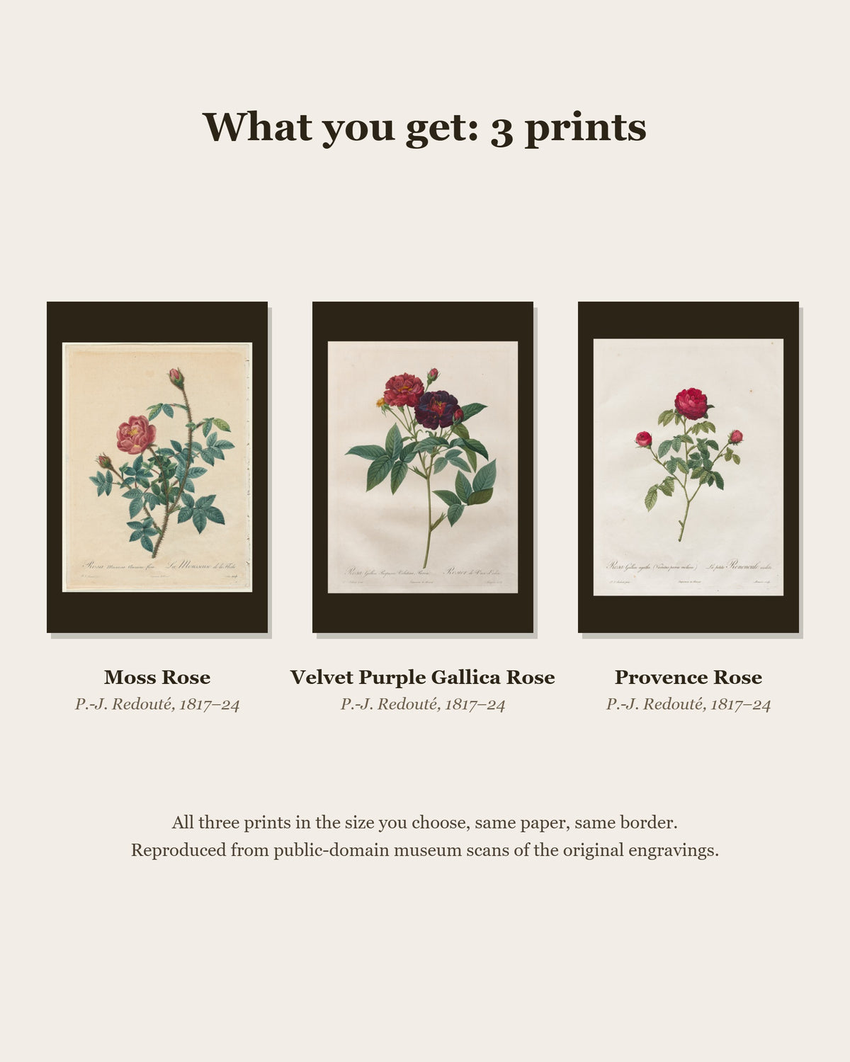 What you get: 3 Redouté prints - Moss Rose, Velvet Purple Gallica Rose, Provence Rose