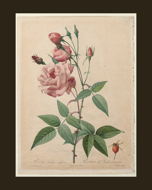 China Rose by Redouté (1817-24) botanical print - full print with espresso-brown border
