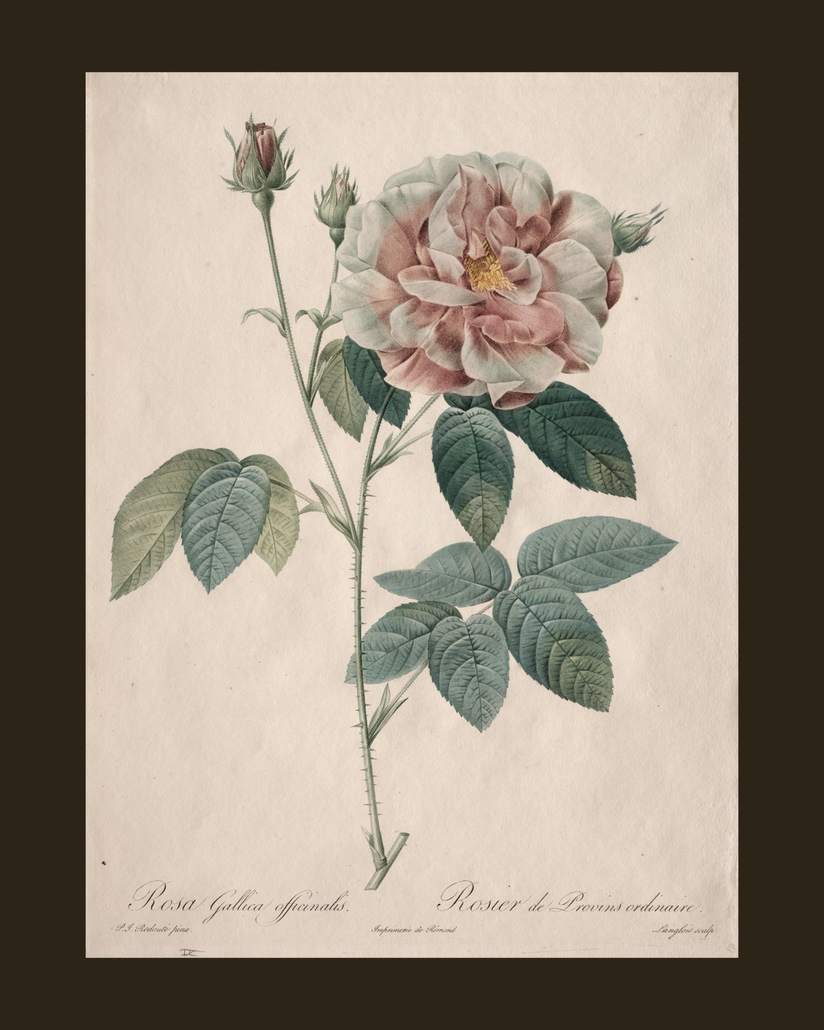 Gallica Rose by Redouté (1817-24) botanical print - full print with espresso-brown border