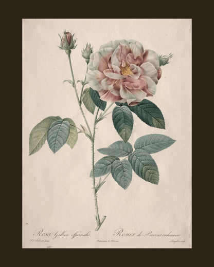 Gallica Rose by Redouté (1817-24) botanical print - full print with espresso-brown border