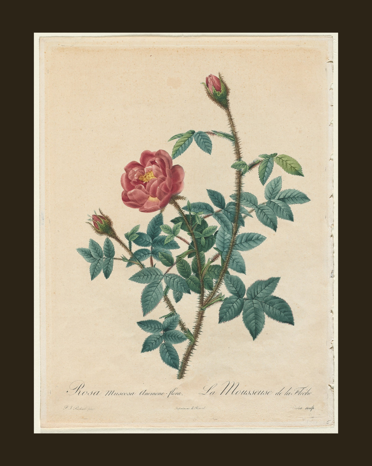 Moss Rose by Redouté (1817-24) botanical print - full print with espresso-brown border