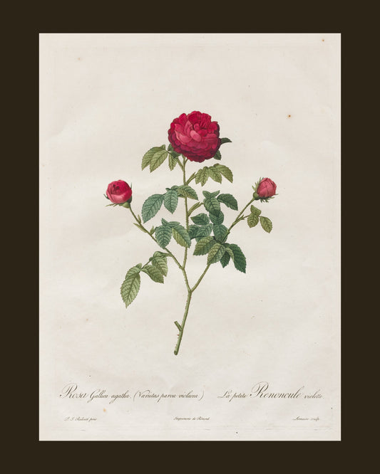 Provence Rose by Redouté (1817-24) botanical print - full print with espresso-brown border