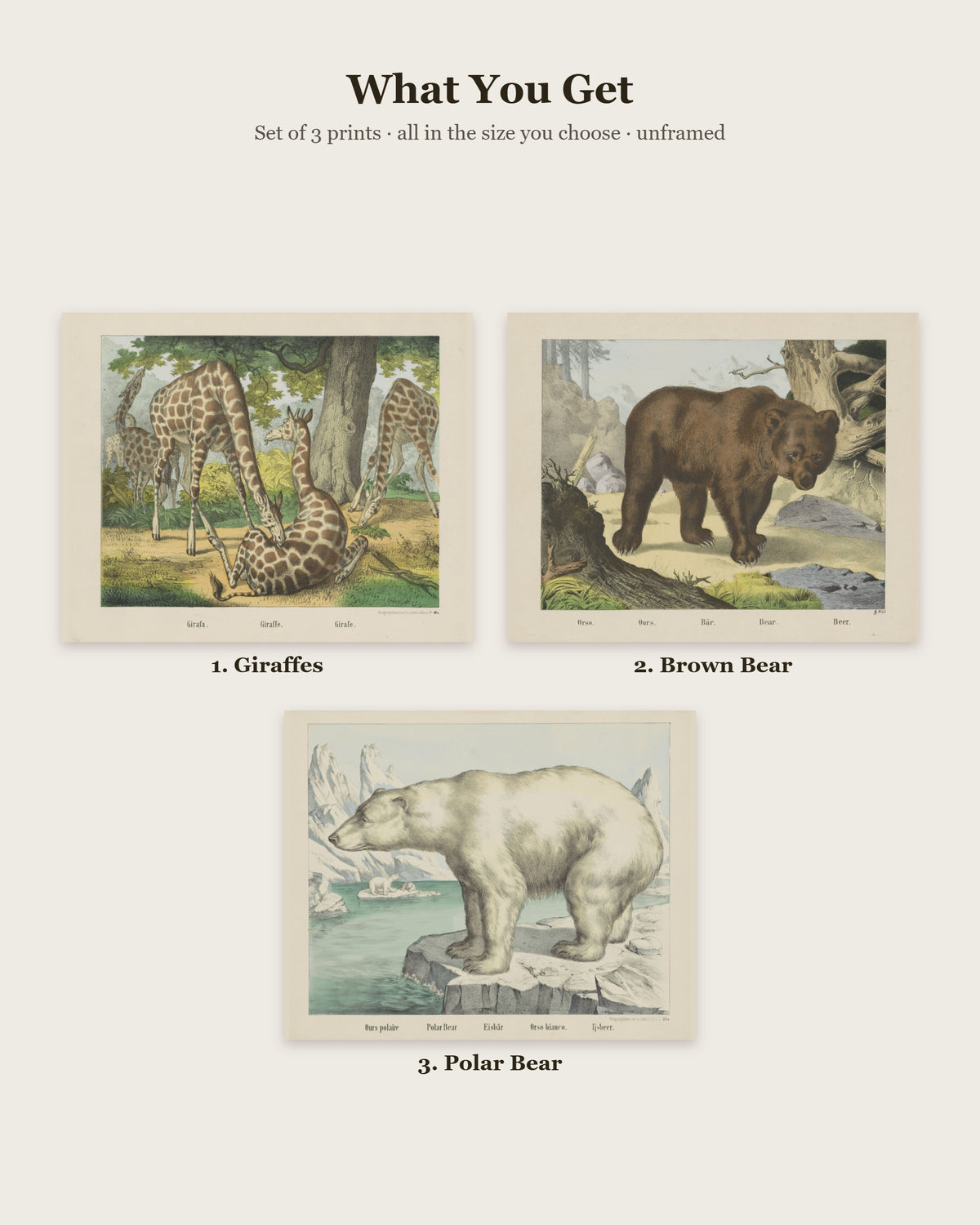 What you get: 3 prints - Giraffes, Brown Bear, Polar Bear
