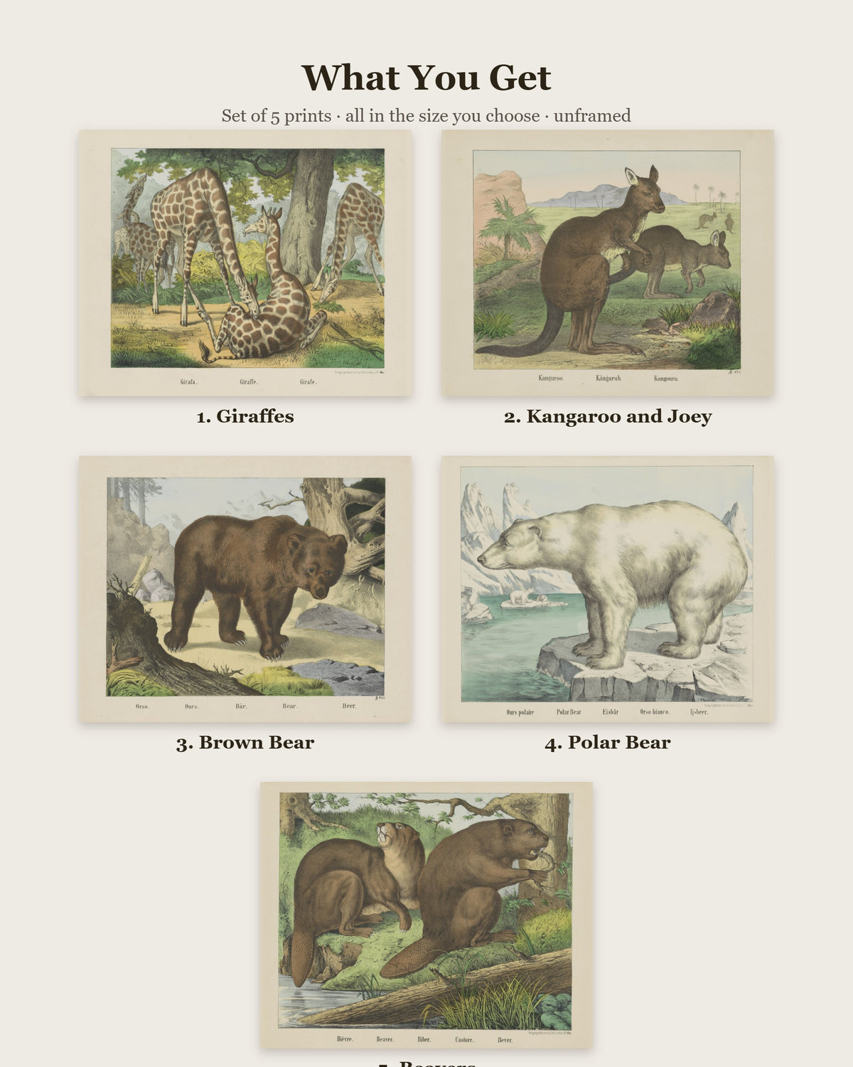 What you get: 5 prints - Giraffes, Kangaroo and Joey, Brown Bear, Polar Bear, Beavers