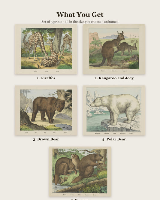 What you get: 5 prints - Giraffes, Kangaroo and Joey, Brown Bear, Polar Bear, Beavers
