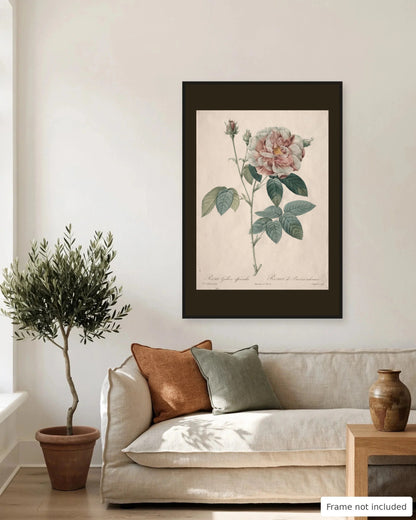 Gallica Rose by Redouté (1817-24) on a living room wall, second view - frame not included