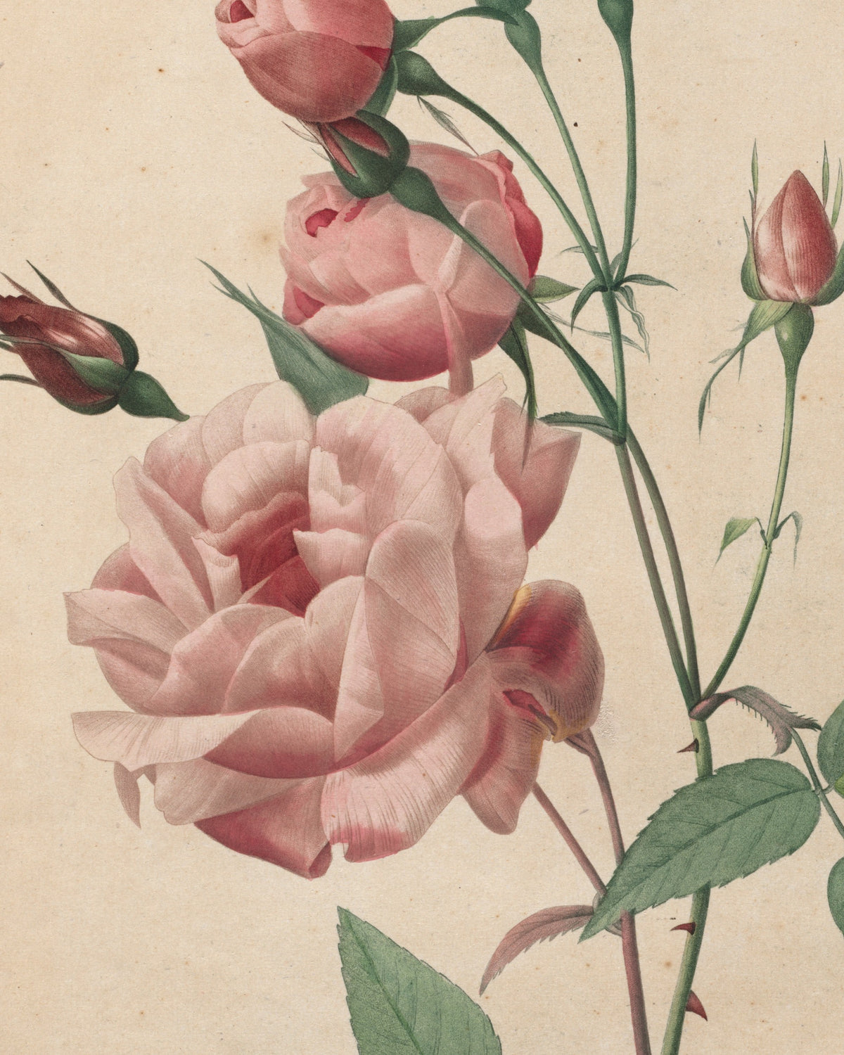 Close-up detail of China Rose by Redouté (1817-24) stipple engraving