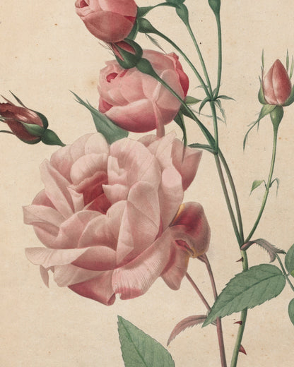 Close-up detail of China Rose by Redouté (1817-24) stipple engraving
