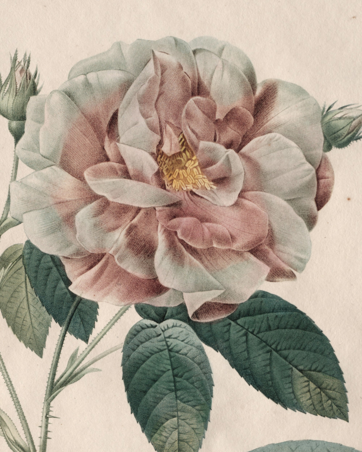 Close-up detail of Gallica Rose by Redouté (1817-24) hand-colored engraving