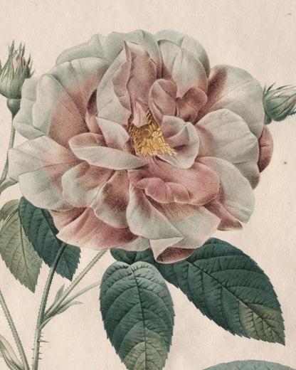 Close-up detail of Gallica Rose by Redouté (1817-24) hand-colored engraving