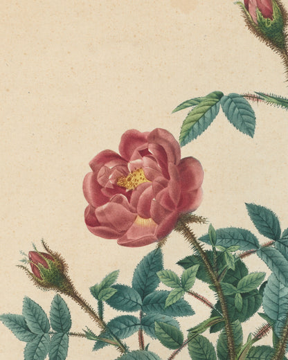 Close-up detail of Moss Rose by Redouté (1817-24) hand-colored engraving