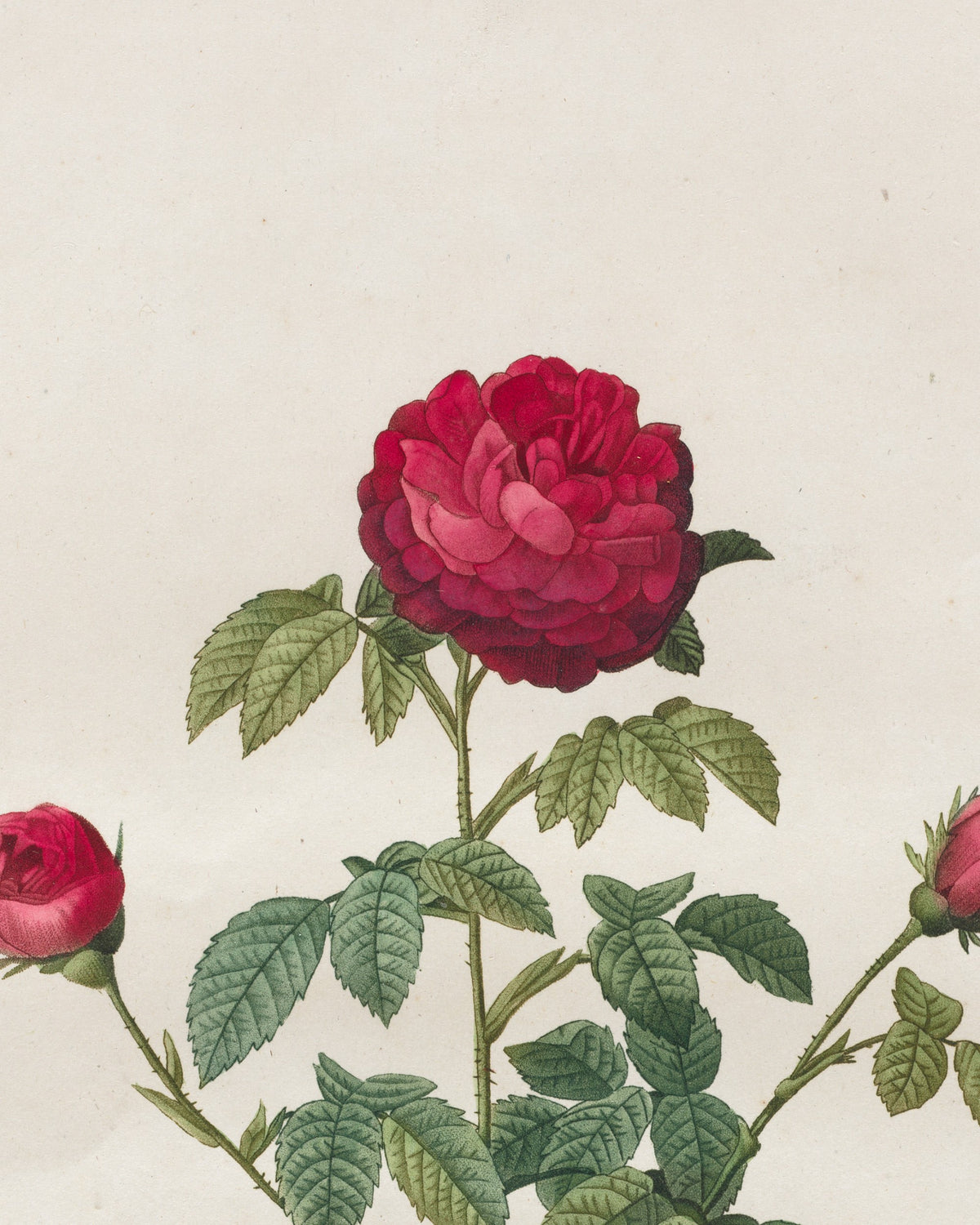 Close-up detail of Provence Rose by Redouté (1817-24) hand-colored engraving
