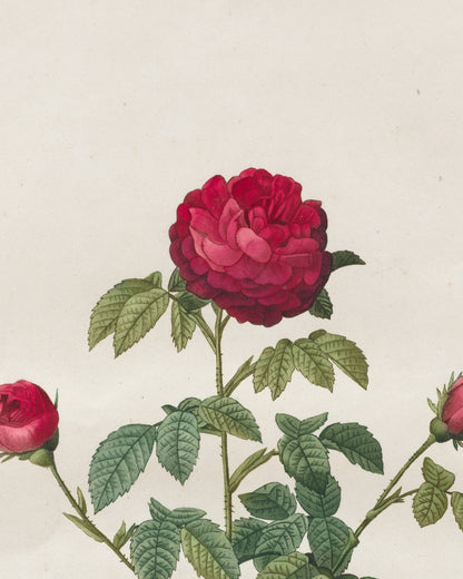 Close-up detail of Provence Rose by Redouté (1817-24) hand-colored engraving