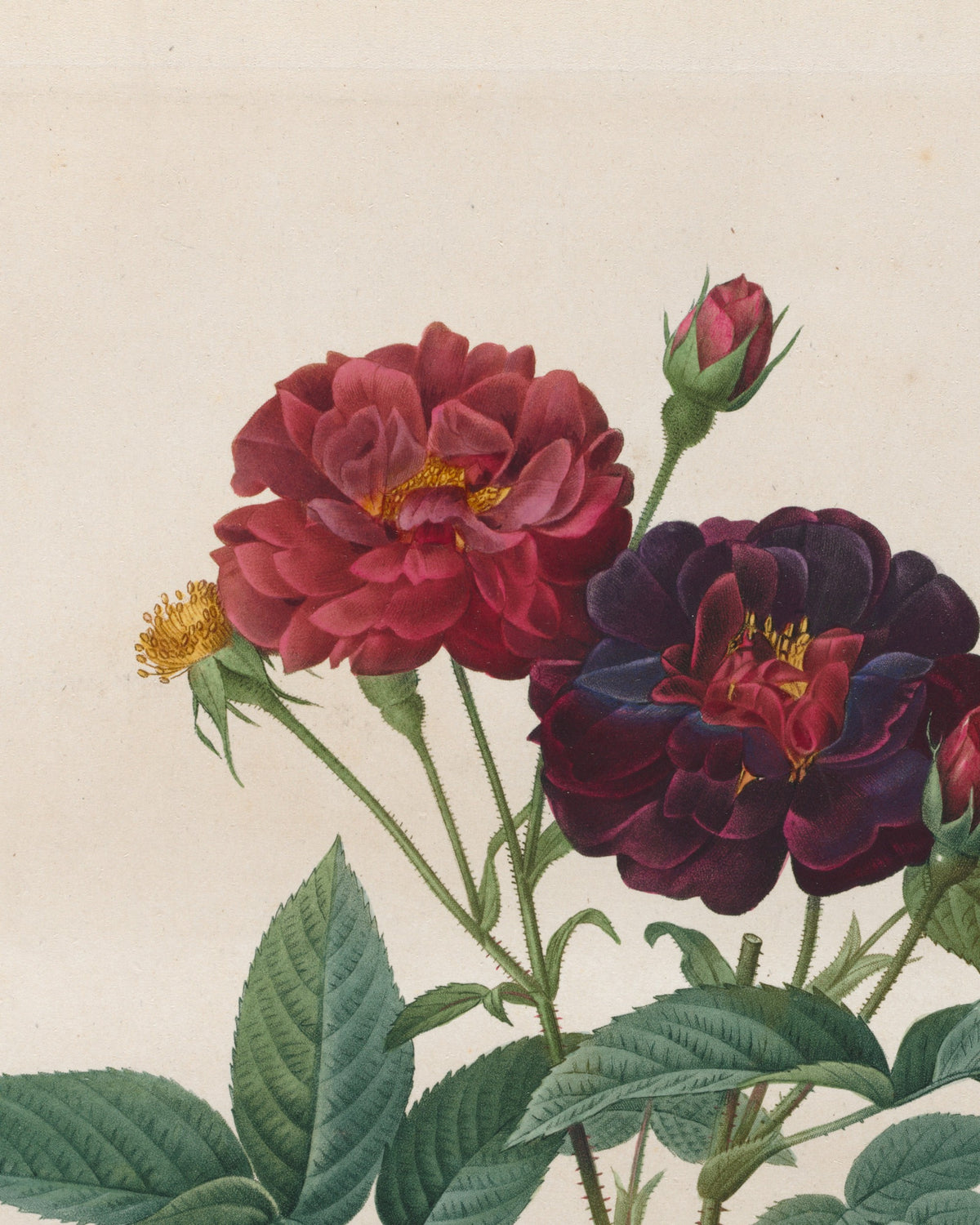 Close-up detail of Velvet Purple Gallica Rose by Redouté (1817-24) stipple engraving