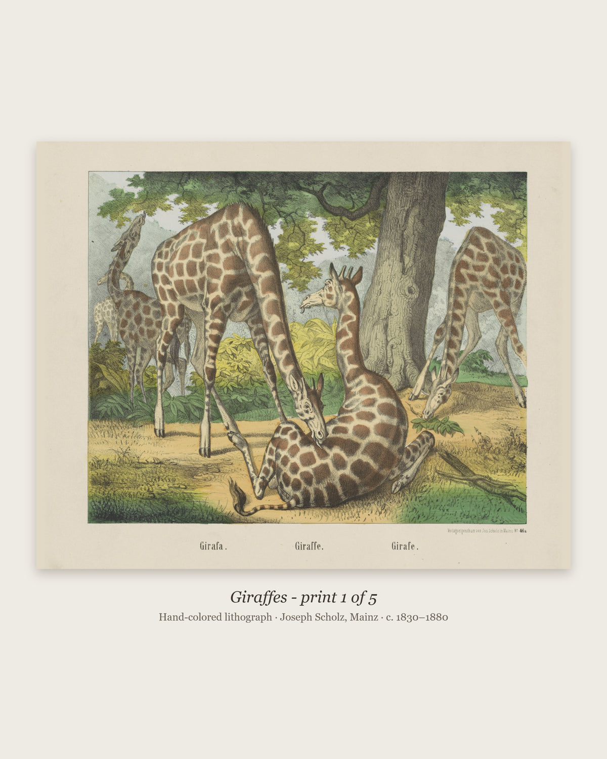 Giraffes hand-colored lithograph - print 1 of the set of 5