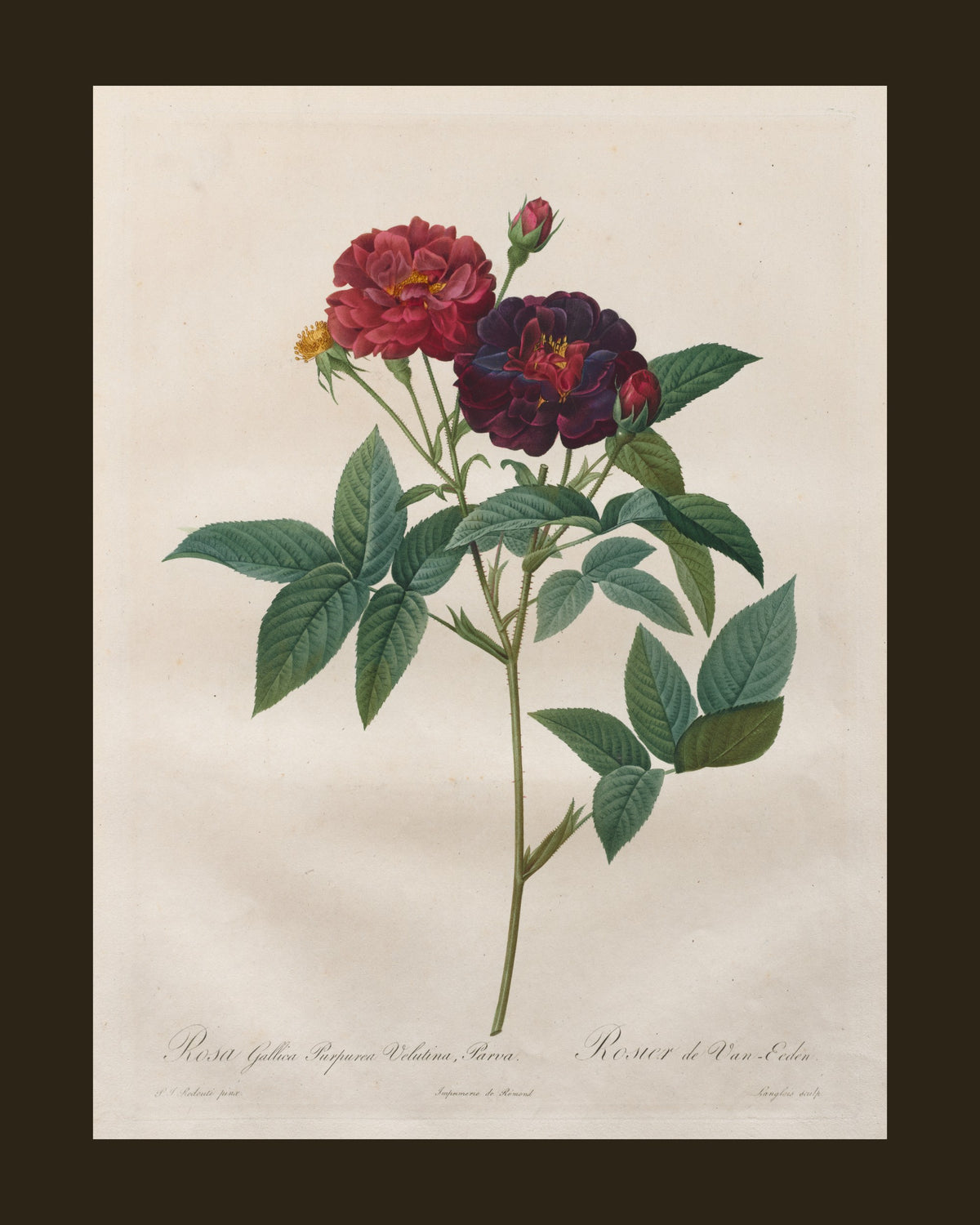 Velvet Purple Gallica Rose by Redouté (1817-24) - print 2 of the crimson rose set of 3