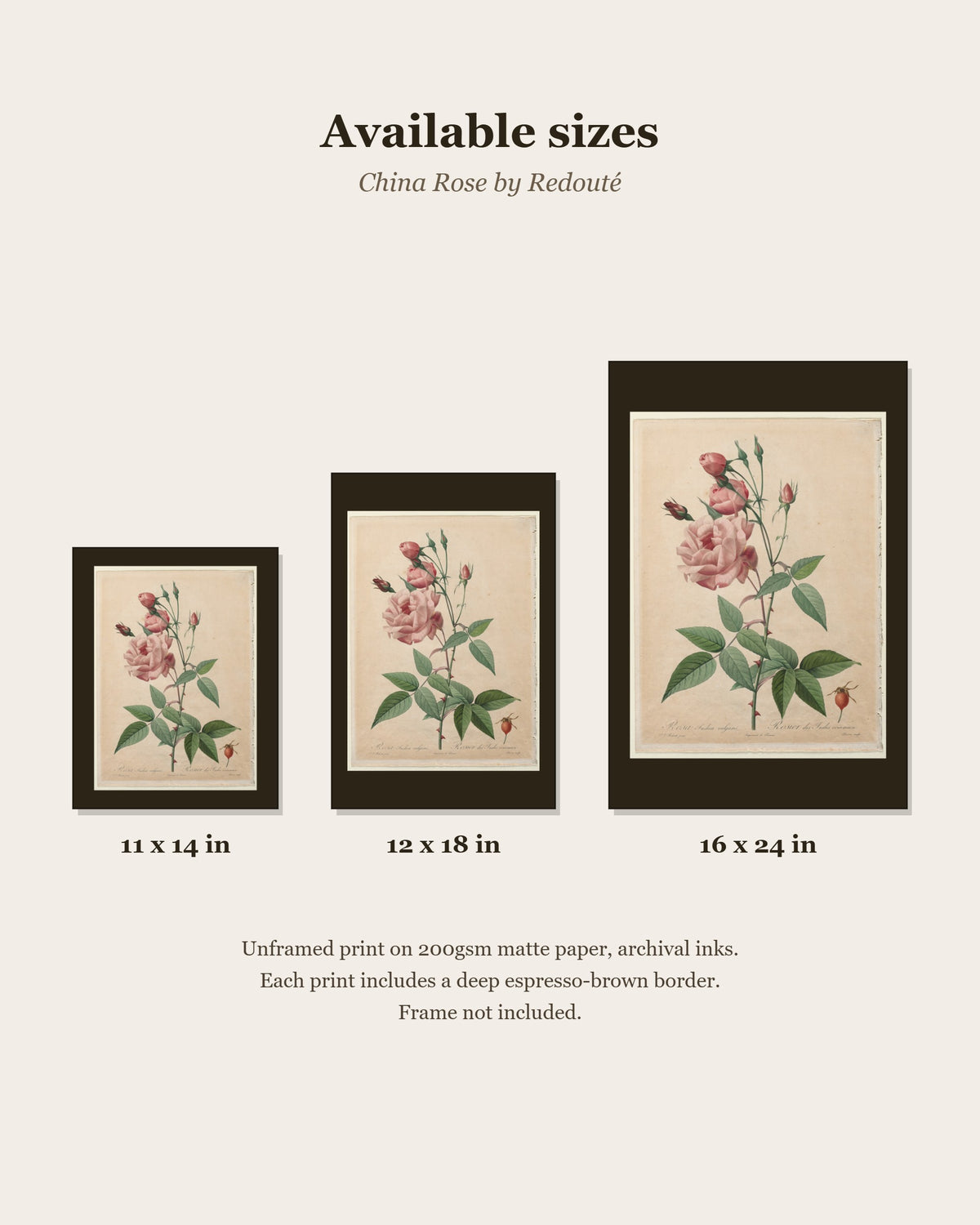 China Rose by Redouté print size chart: 11x14, 12x18, 16x24 inches