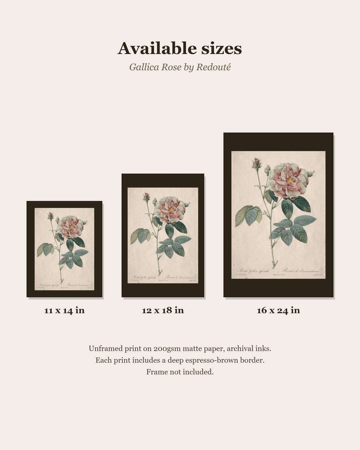 Gallica Rose by Redouté print size chart: 11x14, 12x18, 16x24 inches