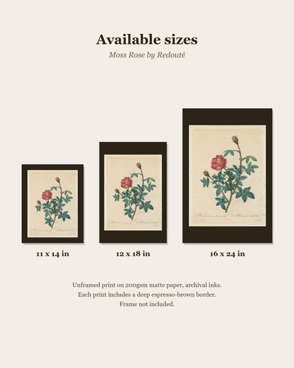 Moss Rose by Redouté print size chart: 11x14, 12x18, 16x24 inches