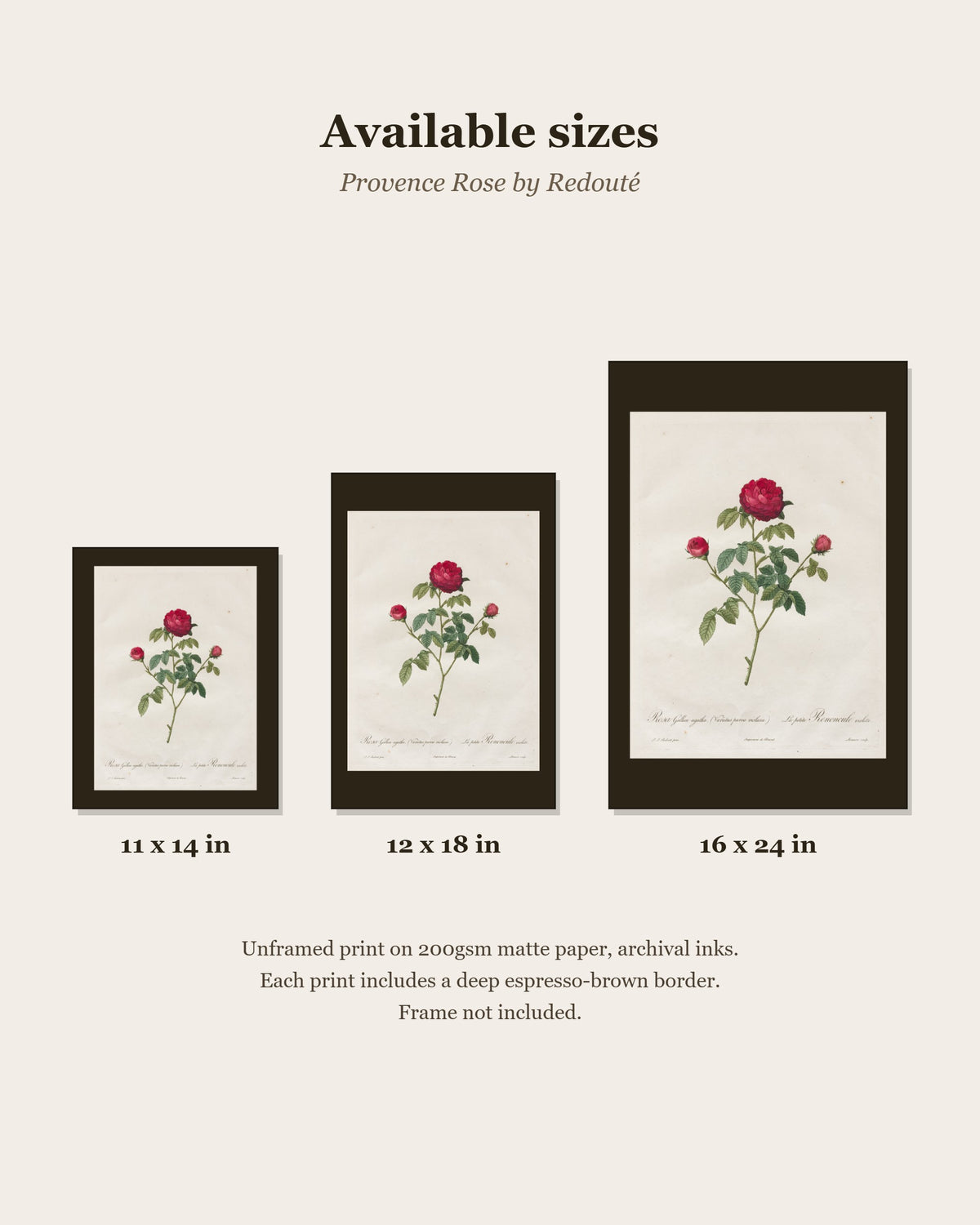 Provence Rose by Redouté print size chart: 11x14, 12x18, 16x24 inches