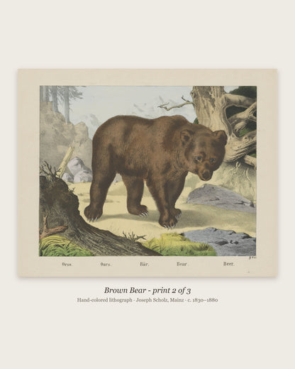 Brown Bear hand-colored lithograph - print 2 of the set of 3