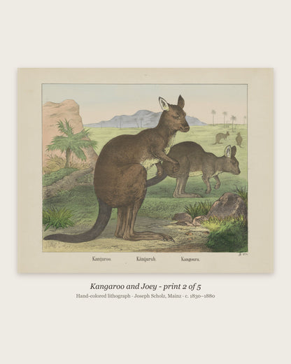 Kangaroo and Joey hand-colored lithograph - print 2 of the set of 5