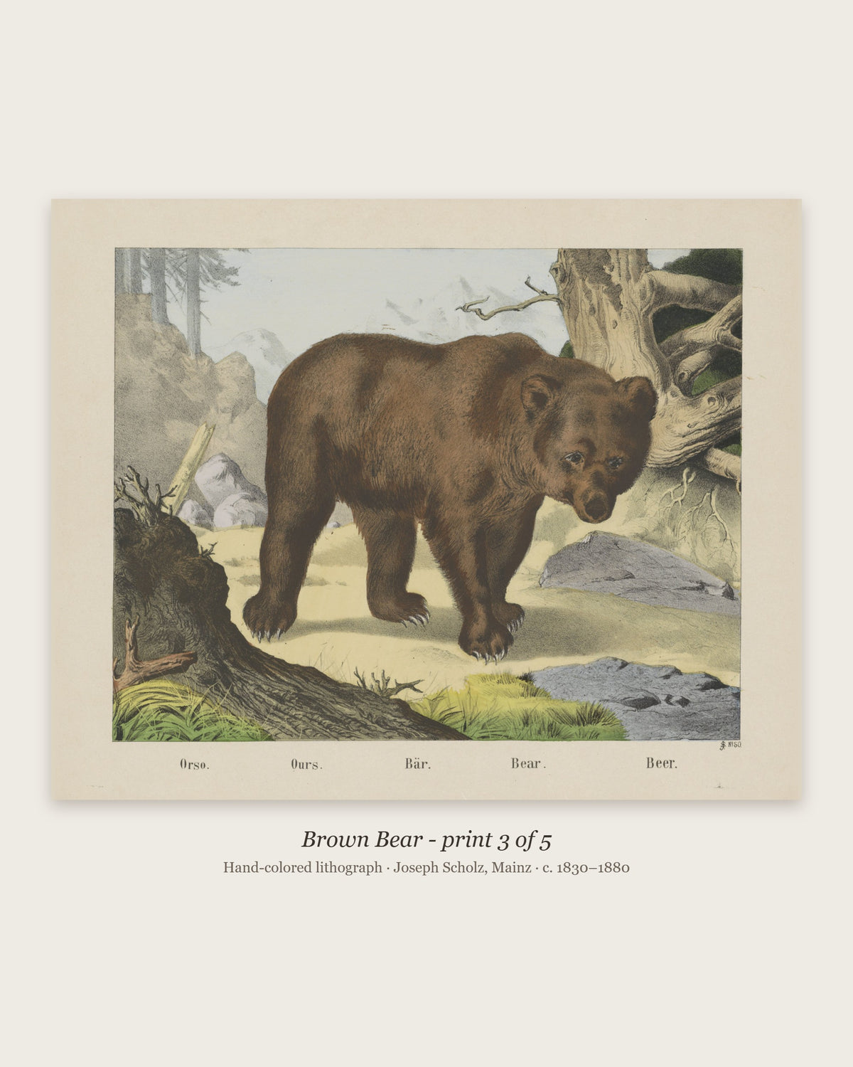 Brown Bear hand-colored lithograph - print 3 of the set of 5