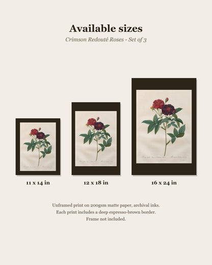 Crimson Redouté rose print set of 3 size chart: 11x14, 12x18, 16x24 inches