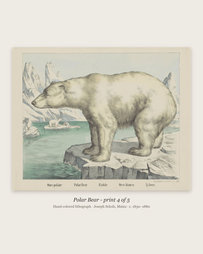 Polar Bear hand-colored lithograph - print 4 of the set of 5