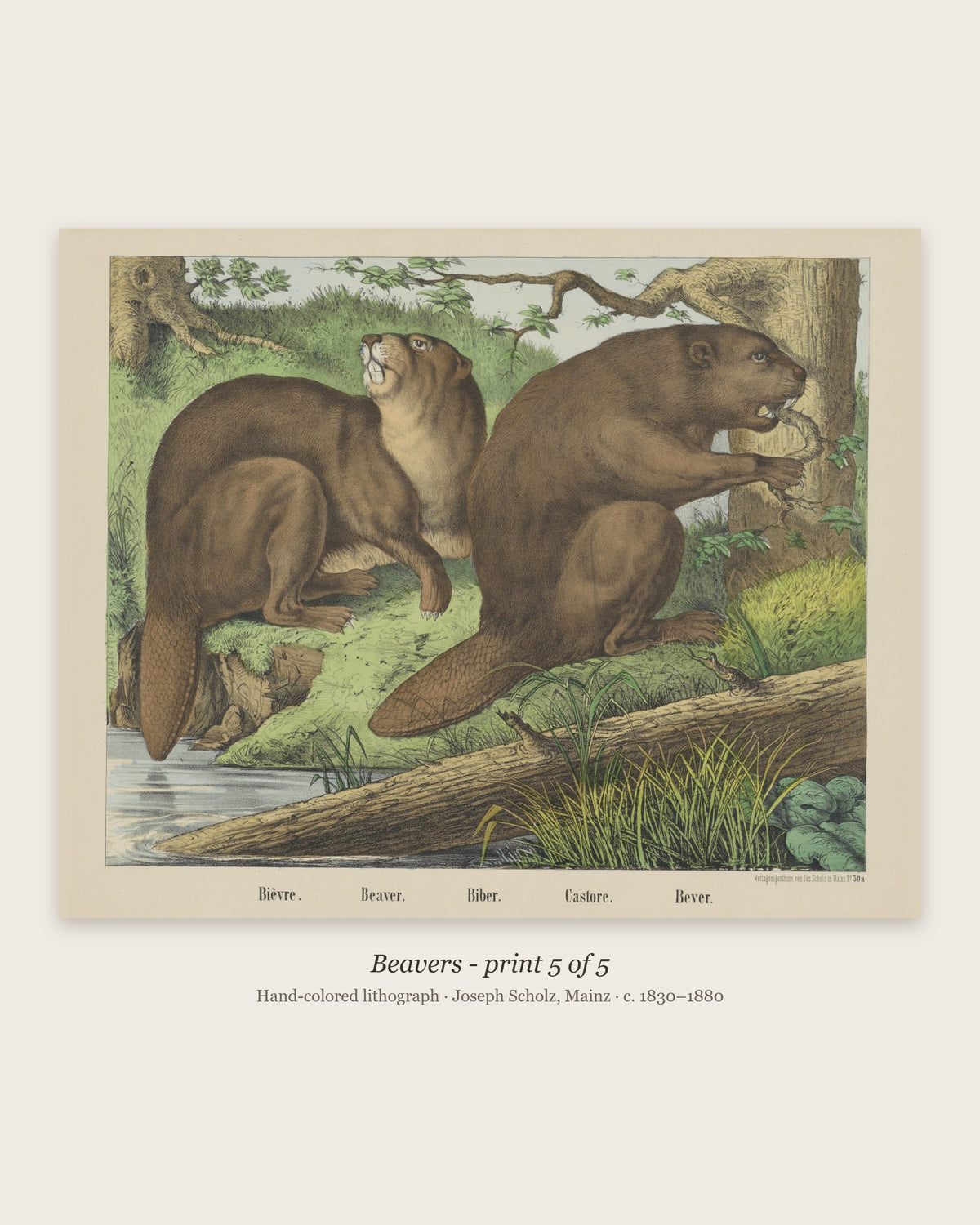 Beavers hand-colored lithograph - print 5 of the set of 5