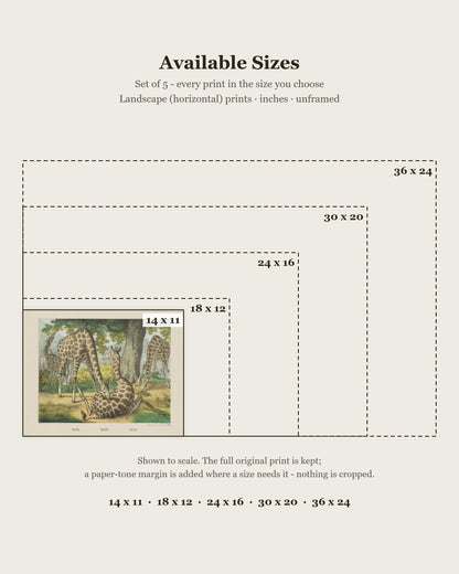 Vintage Animal Print Set of 5 size chart: 14x11, 18x12, 24x16, 30x20, 36x24 inches, landscape